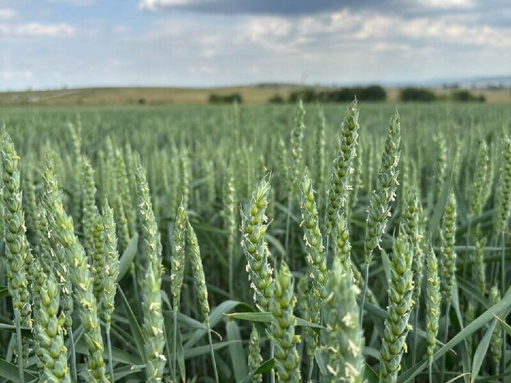 Сельскохозяйственные земли Хакасии проверили на плодородие