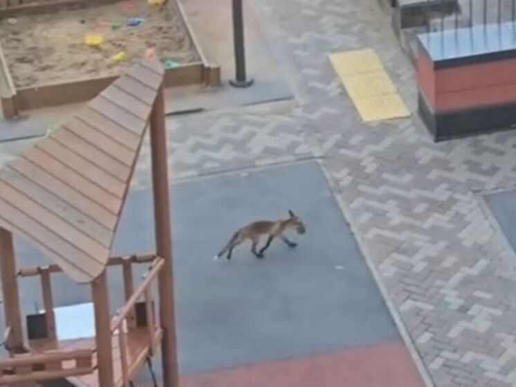 Лису, которая охотится на крыс, заметили у ЖК