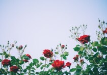 Роза — непростой цветок