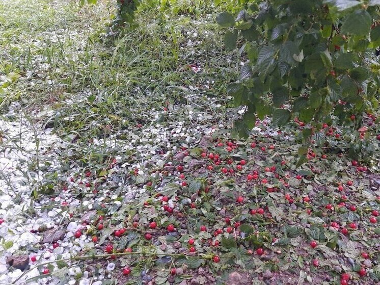 В Хакасии град с перепелиное яйцо уничтожил урожай сельчан