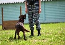 В Самарской области завершились поиски 16-летней школьницы, которая пропала две недели назад после ухода из дома к взрослому мужчине