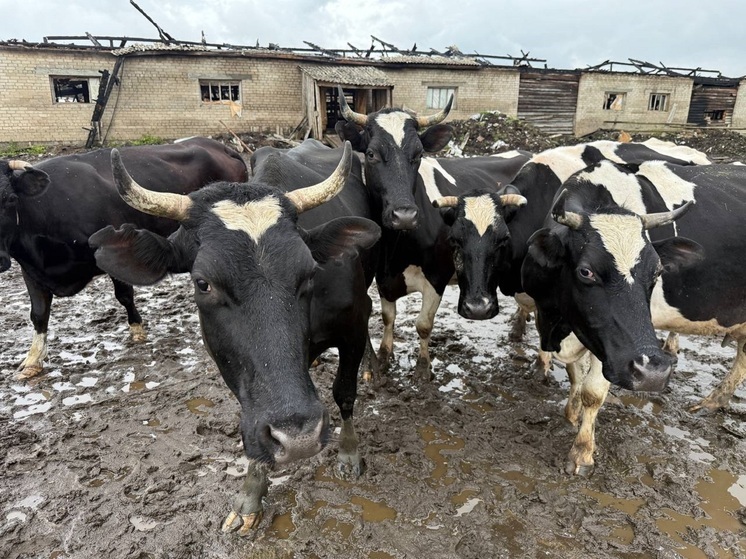 Выживших при пожаре в Великовисочном животных переведут в Лабожское