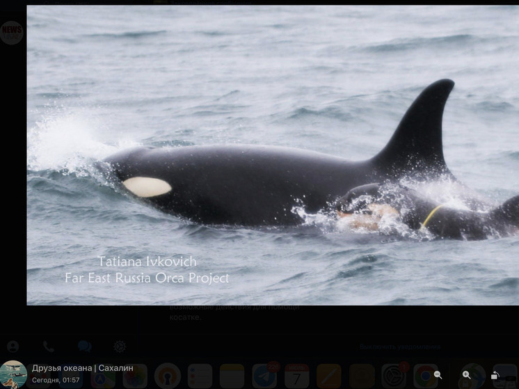 Un cucciolo di orca è rimasto intrappolato in un cappio di plastica al largo della costa della Kamchatka