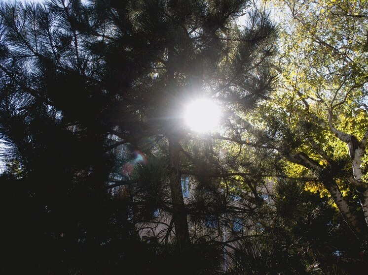 В Абакане из-за деревьев на два дня перекроют улицу Ивана Ярыгина