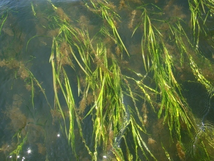 Производство БАДов и косметики из водорослей ДФО стартует во Владивостоке