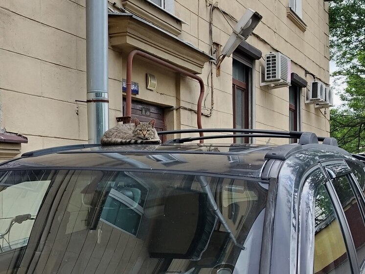 В Петербург 7 июля заглянет солнце, но местами пройдут дожди