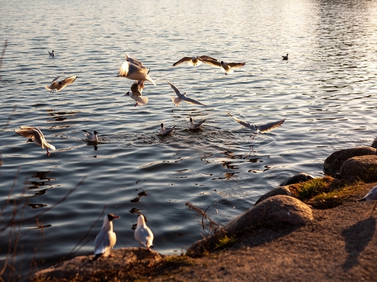 Радиация повлияла на микрофлору птиц из Чернобыльской зоны