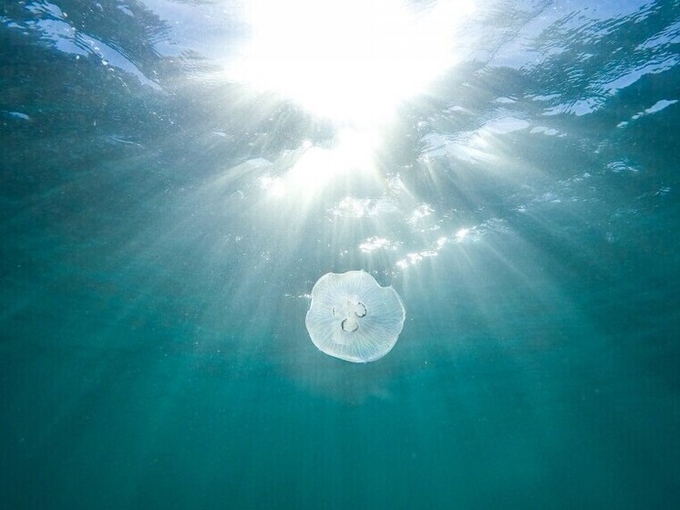 Во Владивостоке отдыхающие массово пострадали от ожогов медуз на пляже Шамора