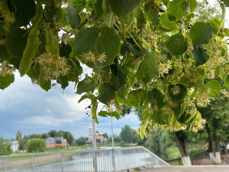 На улицах Старой Руссы зацвела липа