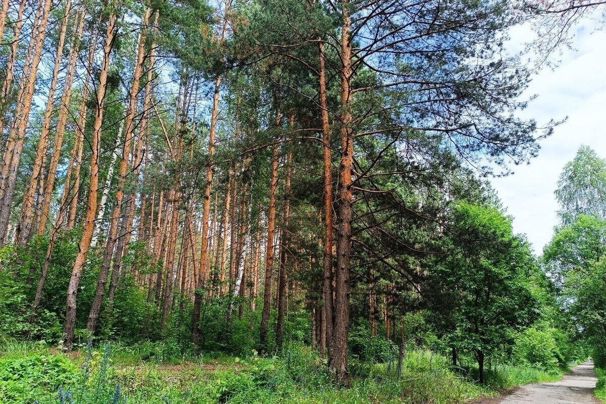 Минлесхоз Пензенской области: в лесах региона растет число нарушений