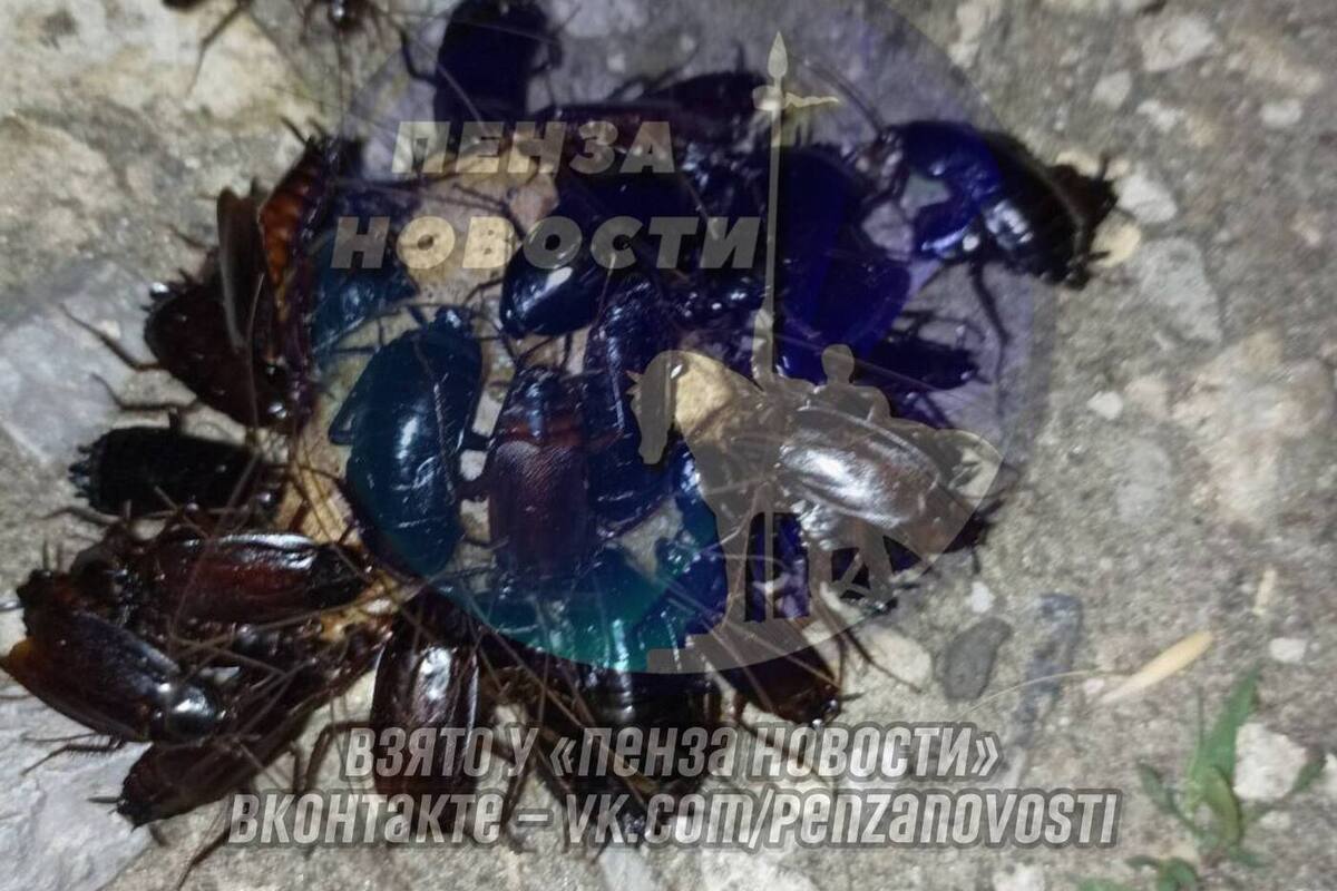 В Заречном возле детского сада обнаружено большое скопление черных тараканов