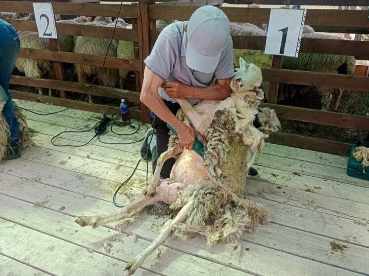 Лучших стригалей овец определили на "Ёрдынских играх"