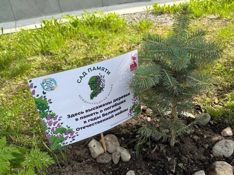 Более 16 тысяч деревьев высадили в Мурманской области в рамках акции «Сад Памяти»