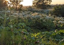 На лугах калининградской мясной компании обнаружили заросли борщевика