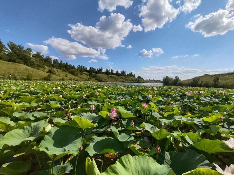 Белгородцев ждет сильная жара во вторник
