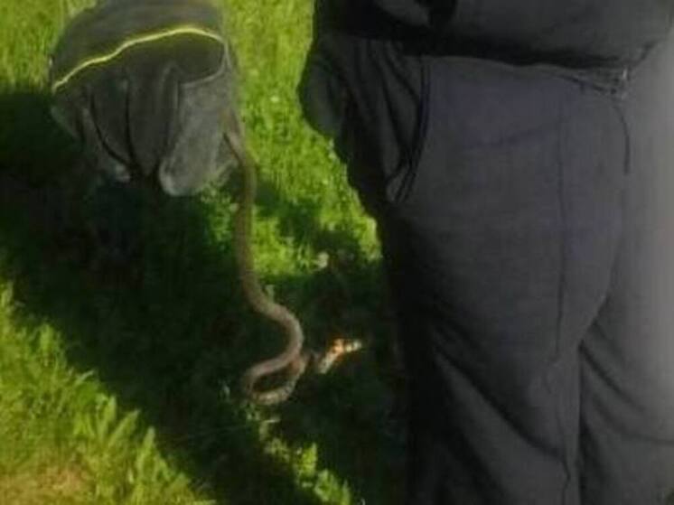 Ужа длиной 60 см заметили в подъезде дома жители Наро-Фоминска