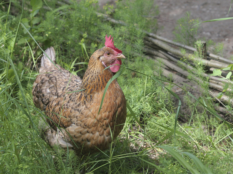 Курицы с Новомышастовской птицефабрики стали есть друг друга