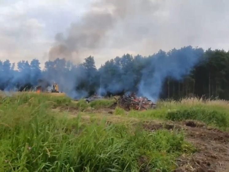 Под Гурьевском в Калининградской области вырубают и жгут деревья
