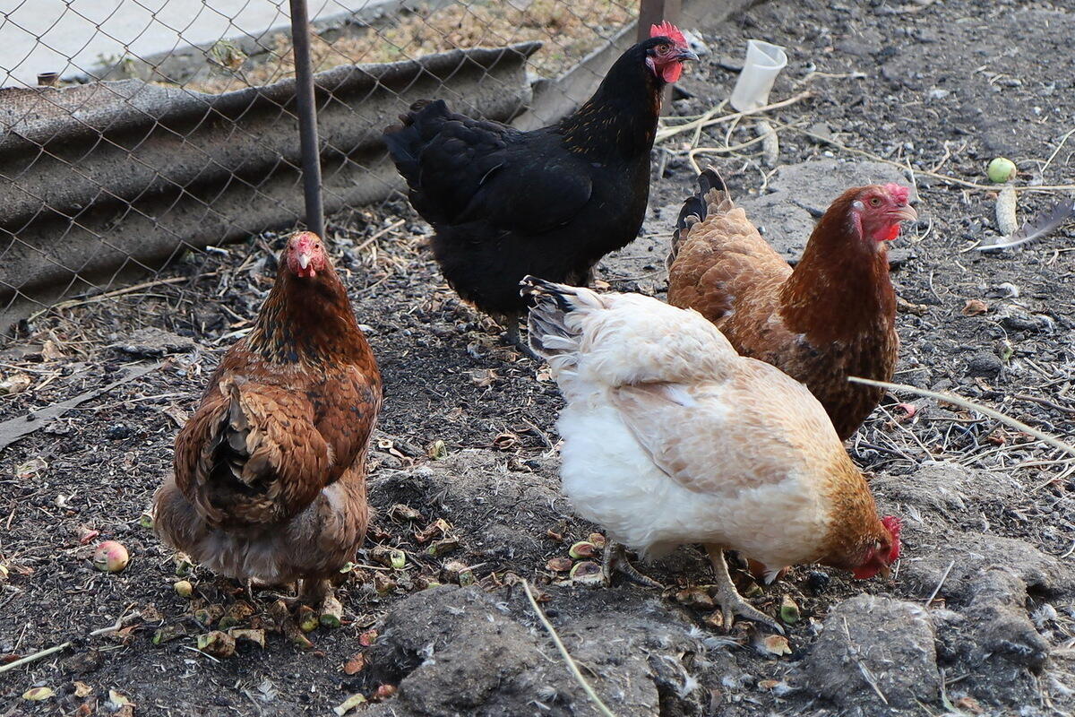 150 тысяч птиц начали есть друг друга на российской птицефабрике