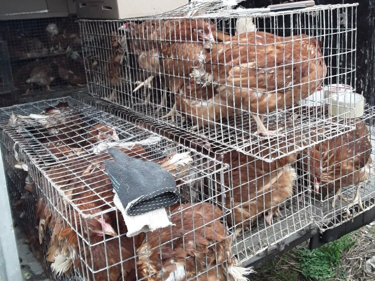 В Чувашии проверили почти 800 проб от животных — опасных болезней не выявлено