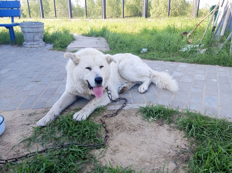 Кобеля сразу с двумя кличками отловили в Нарьян-Маре