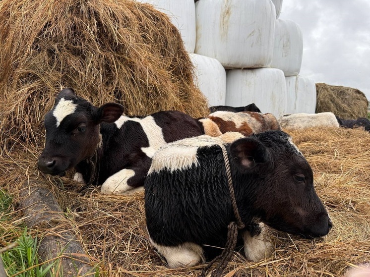 Спасённых животных из Великовисочного доставили в Лабожское