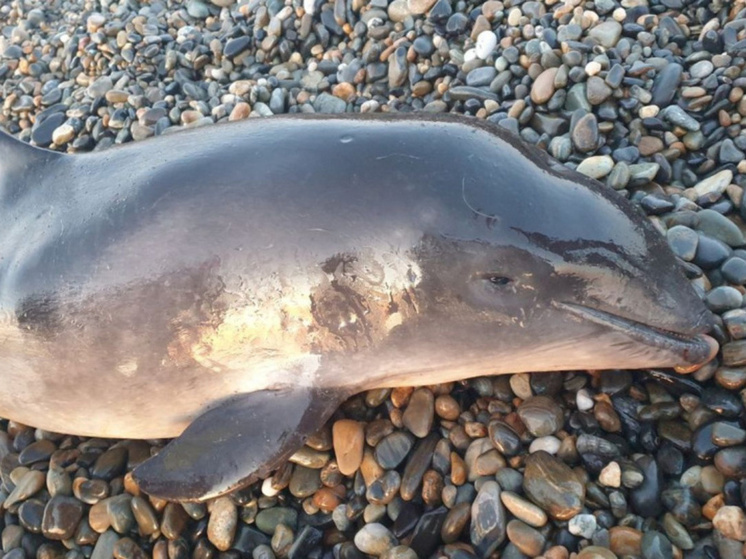 Рыбаки чукотского села Уэлен случайно поймали дельфина