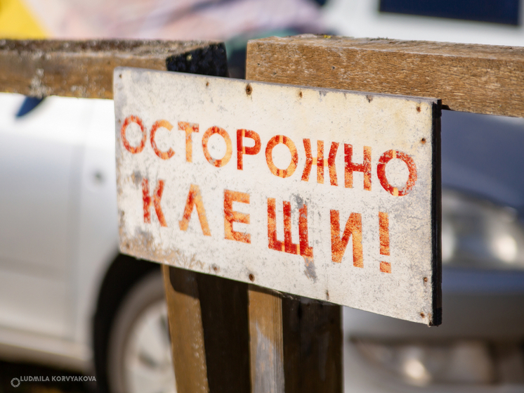 В Карелии более трех тысяч жителей пострадали от укусов клещей