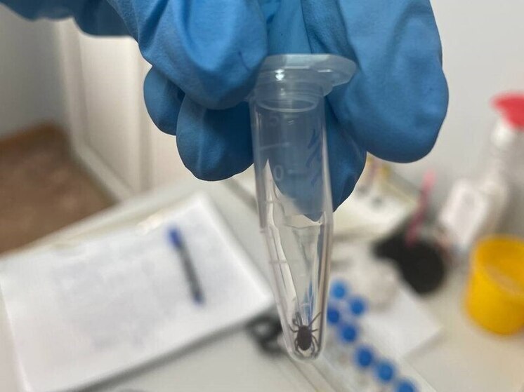 Жителям Хакасии рассказали, где живут самые активные клещи