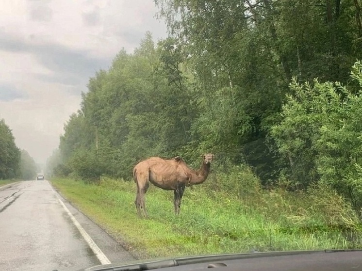 В пригороде Углича в лесу гуляет верблюд