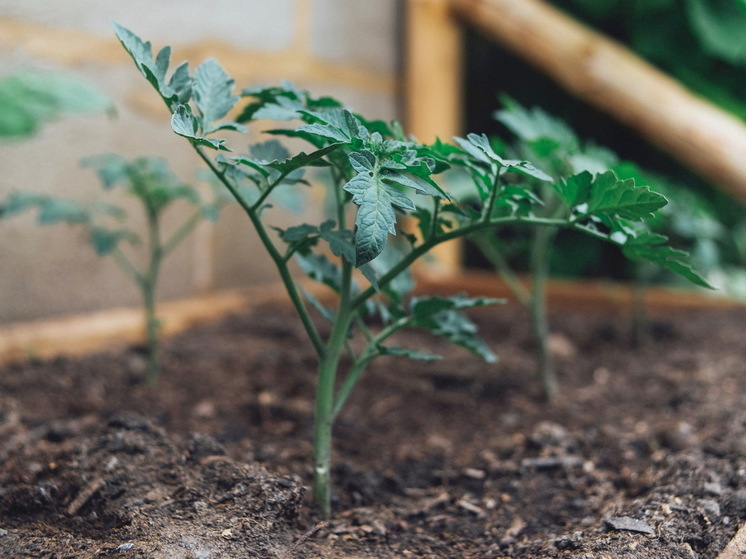Ошибки, которые губят урожай помидоров: советы по уходу от опытного агронома - кусты будут ломиться от плодов