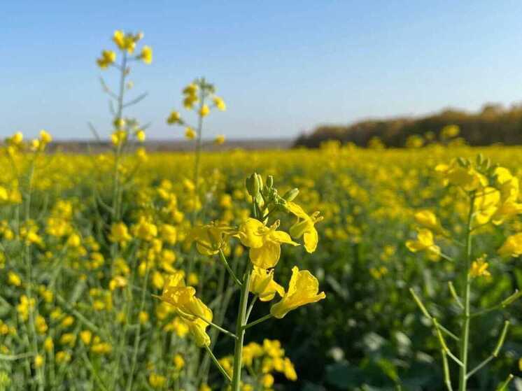  Экспорт сельхозпродукции из Иркутской области достиг 91% от годового плана