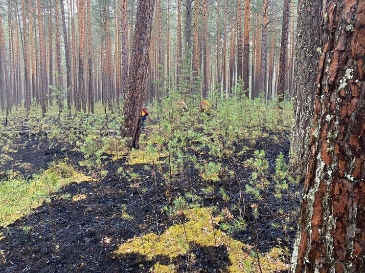 Семь лесных пожаров потушили в Иркутской области за сутки