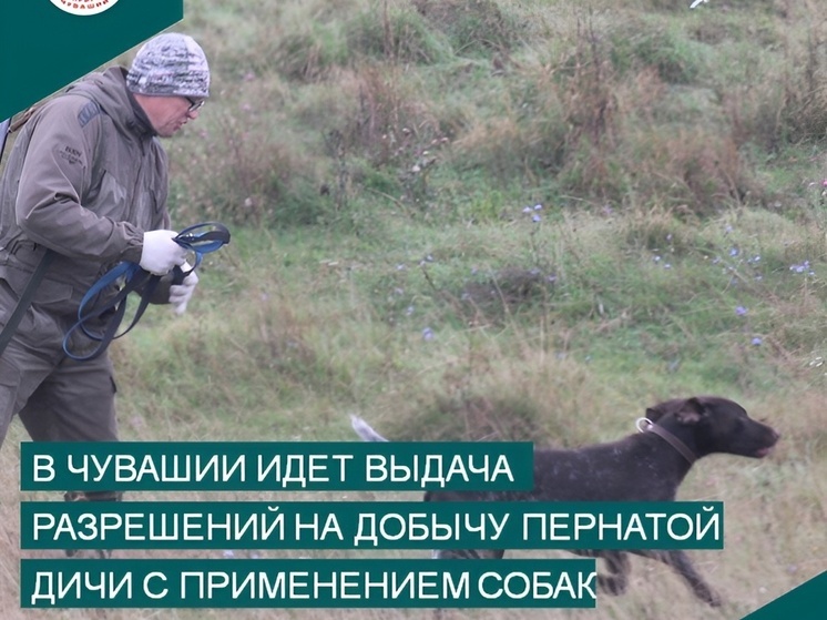 В Чувашии стартовал приём заявлений на охоту: опубликованы сроки и нормы добычи