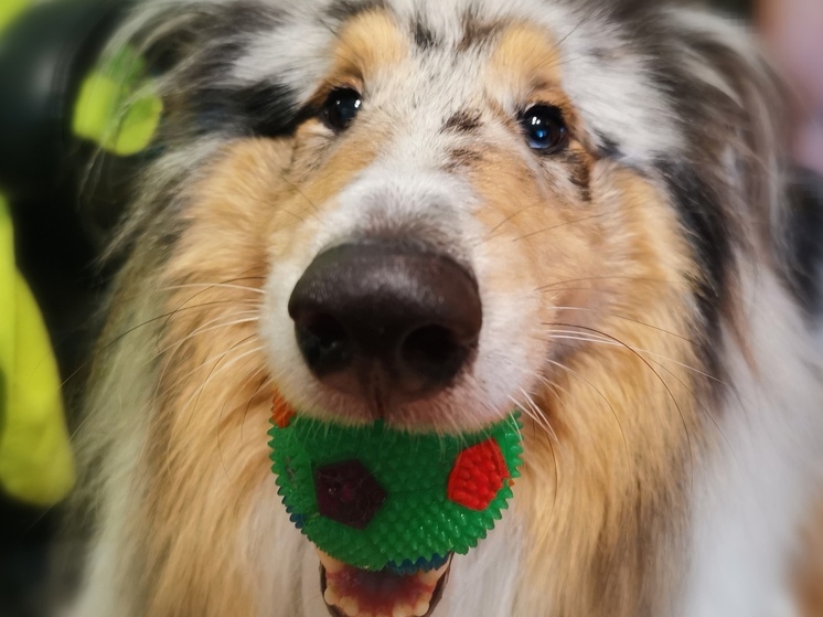 В Приморье начались рейды по выявлению незарегистрированных домашних животных