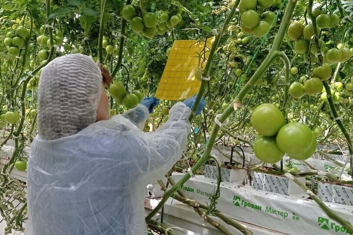 На землях Чувашии продолжается мониторинг карантинного фитосанитарного состояния