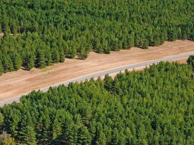 В Волгоградской области площадь лесных питомников увеличилась до 65 га