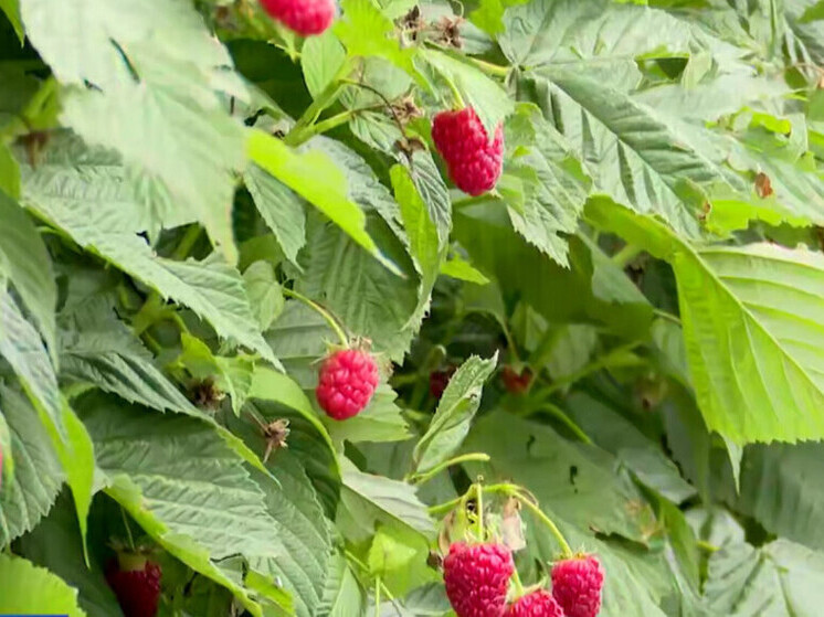 Первый урожай малины собирают в Сочи
