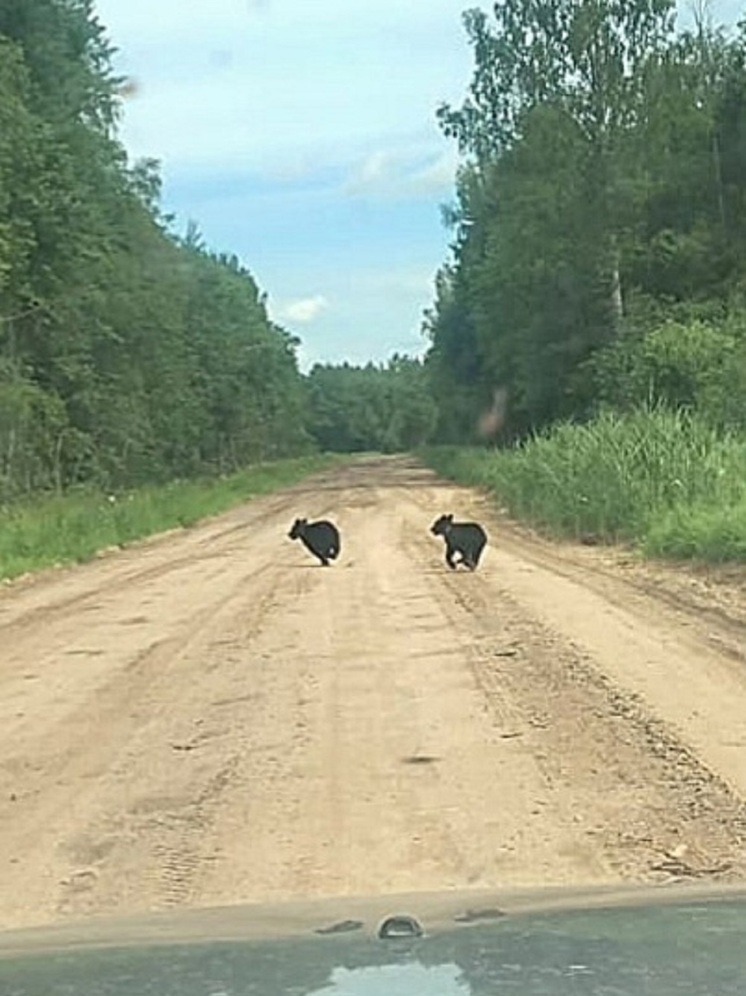 В Тверской области медвежата устроили забег по проселочной дороге
