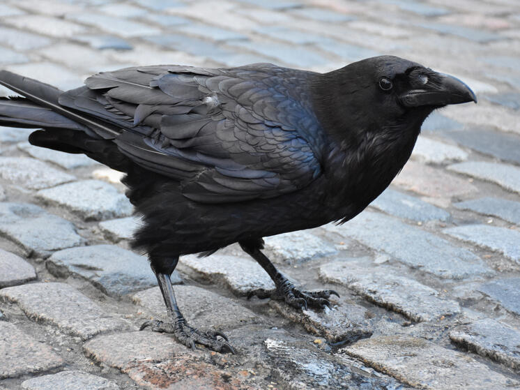 Центр «Феникс» призывает калужан не приносить ворон