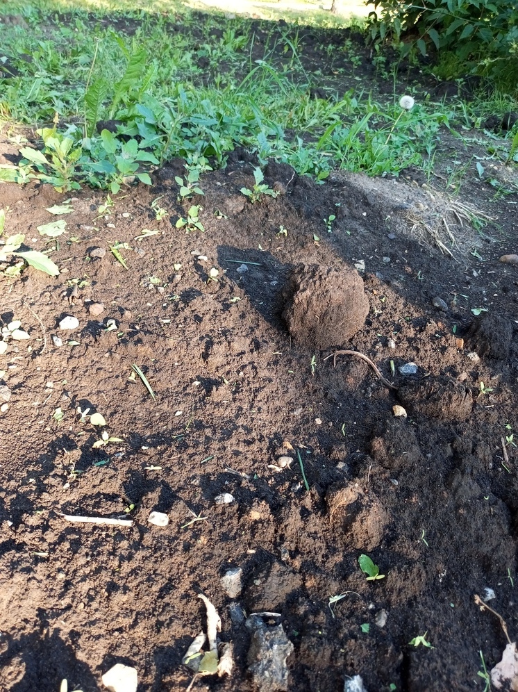 В Татарстане уничтожили огромное поле с наркотическими растениями