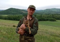 Детеныша косули по кличке Маша, которую волонтеры спасли во время лесного пожара, перевезли из Читинского зоопарка в заказник «Аргалейский» Забайкальского края. Об этом 8 июля сообщили в telegram-канале «Заповедное Забайкалье».