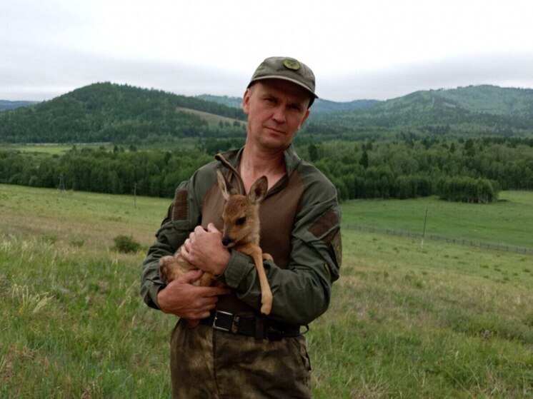 Спасенную из пожара косулю Машу перевезли в заказник «Аргалейский» в Забайкалье