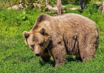 Два медведя вышли к кладбищу поселка Молоковка в Чите днем 8 июля, сообщил корреспонденту «МК в Чите» глава Ингодинского района города Михаил Шибаев