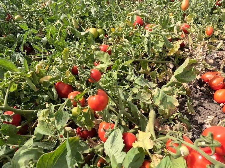 Волгоградцам рассказали, как выбрать качественные и полезные помидоры