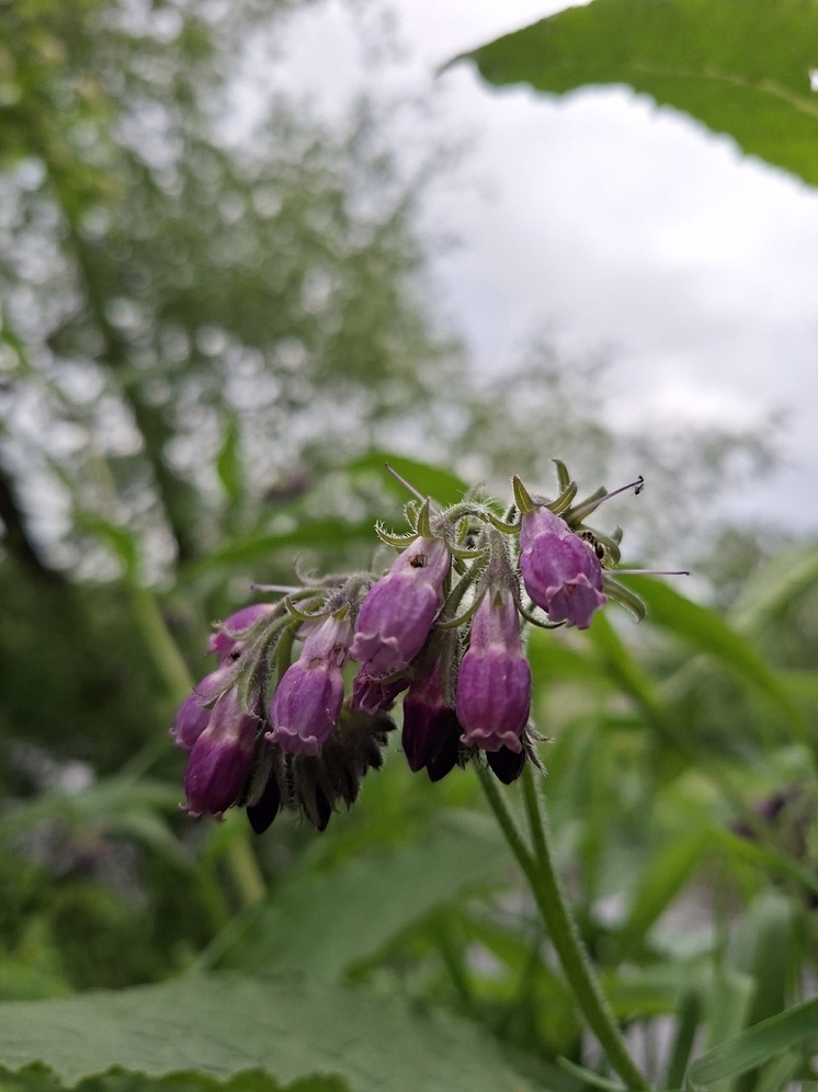 Псковскую область накроют дожди и грозы, температура до +24