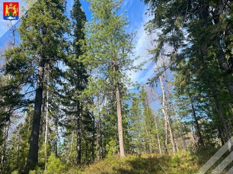 Полыхающий лес тушат в Красноселькупском районе