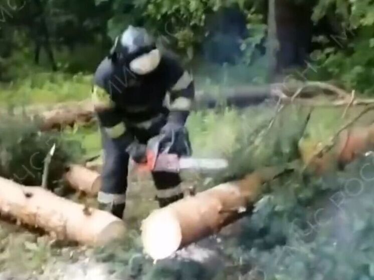 Около 80 деревьев рухнули из-за непогоды в Подмосковье