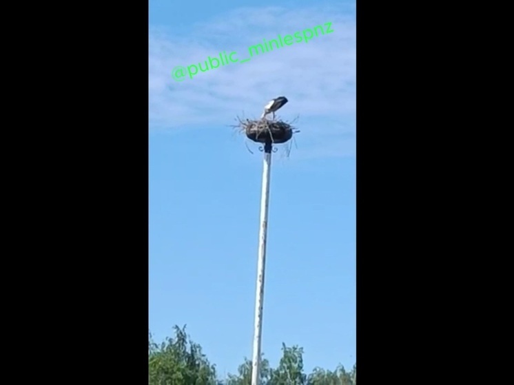 В Пензенской области появилось еще одно гнездовье белого аиста