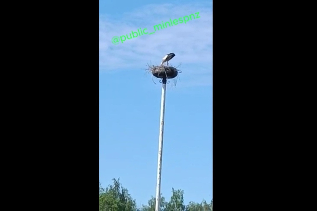 В Пензенской области появилось еще одно гнездовье белого аиста